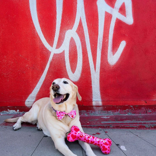 My Puppy Love Bone XL