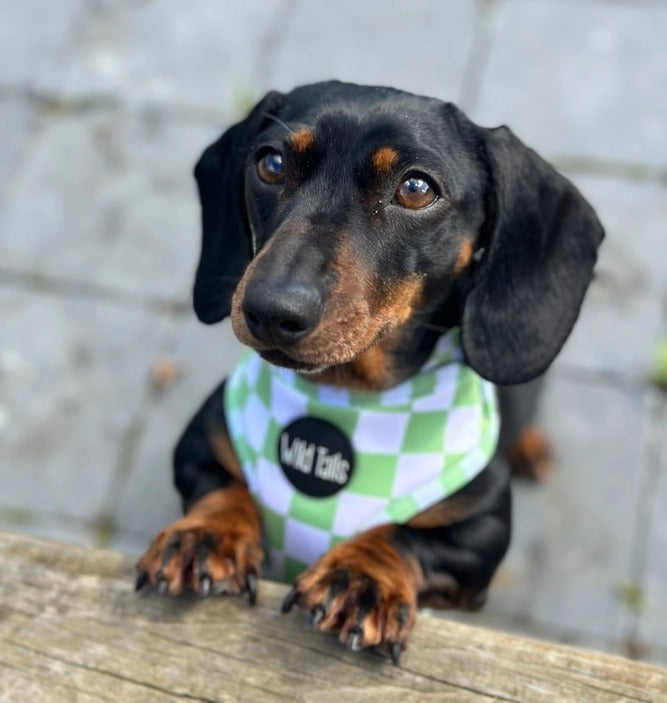 Groen Geruit harnas - Wild Tails, extra productfoto 4 - Happy Dogs Style
