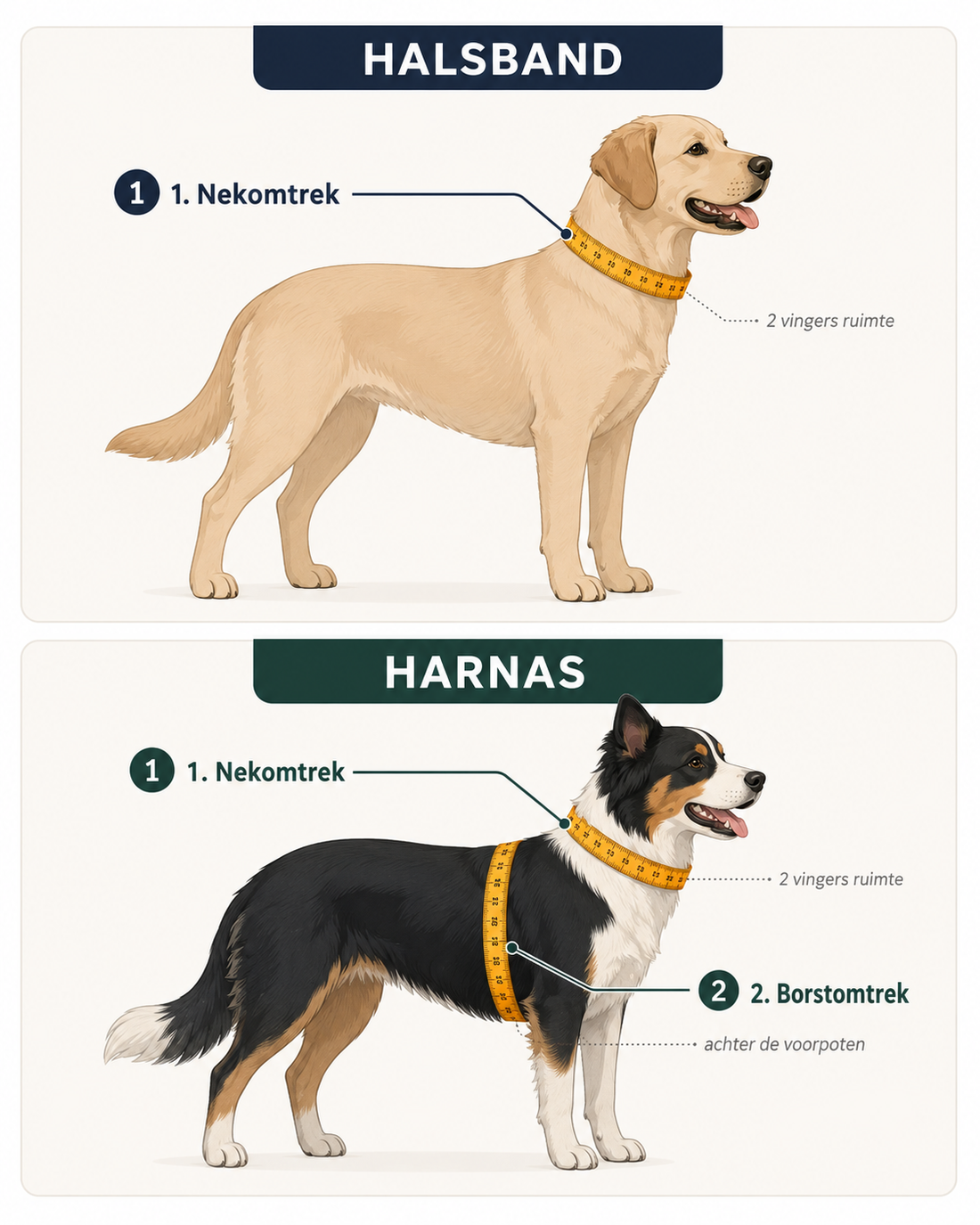Hoe meet je je hond op voor een harnas?
