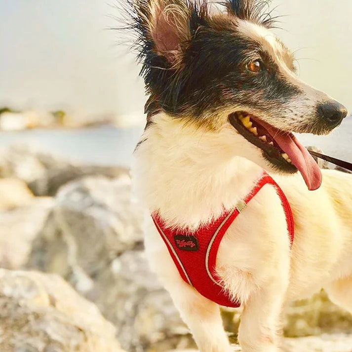 Tailpetz Air-Mesh Tuigje Rood