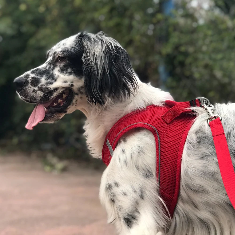 Tailpetz Air-Mesh Tuigje Rood