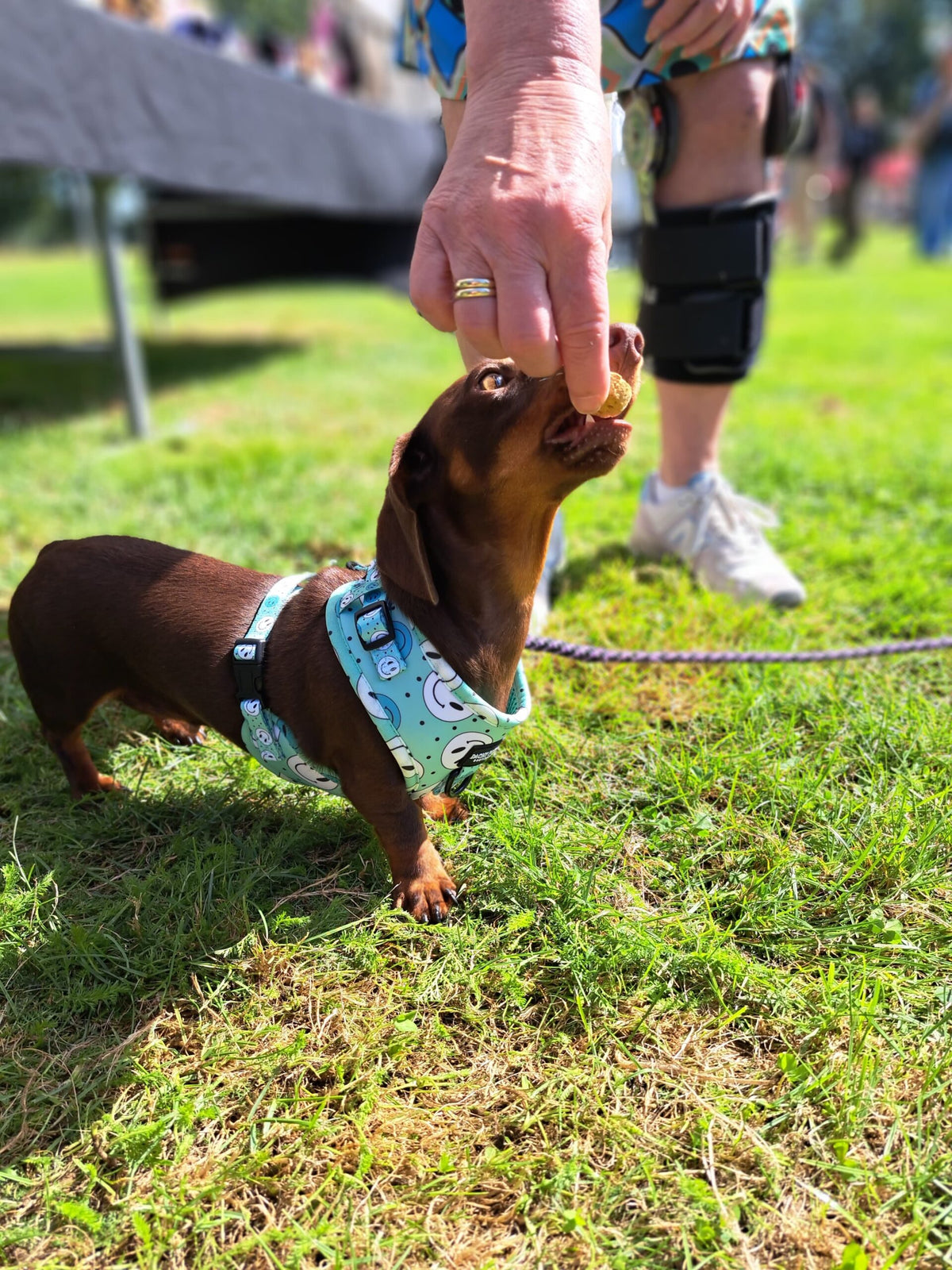 Happy Days harnas - Dachy Pups Boutique, extra productfoto 5 - Happy Dogs Style