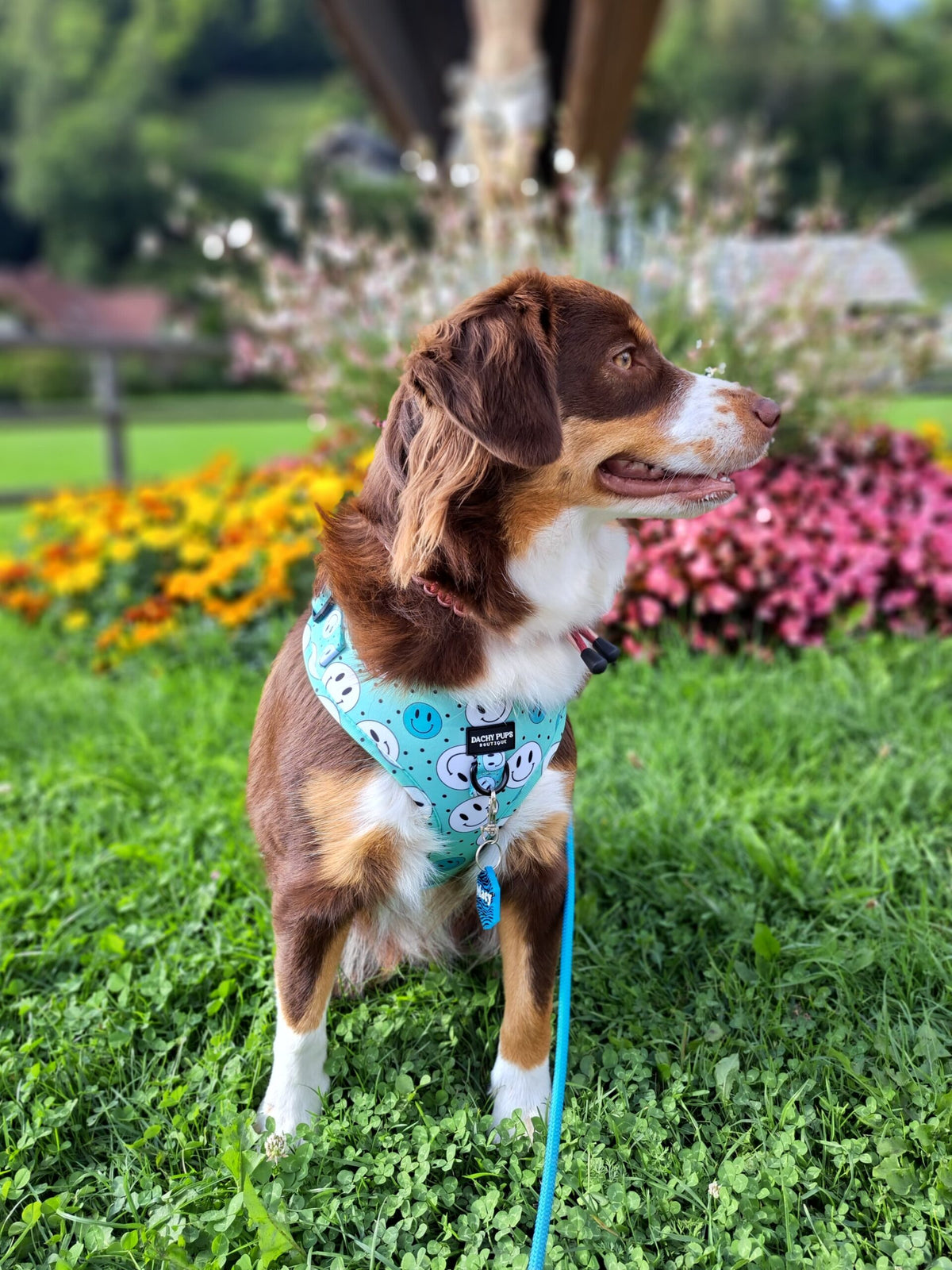Happy Days harnas - Dachy Pups Boutique, extra productfoto 6 - Happy Dogs Style