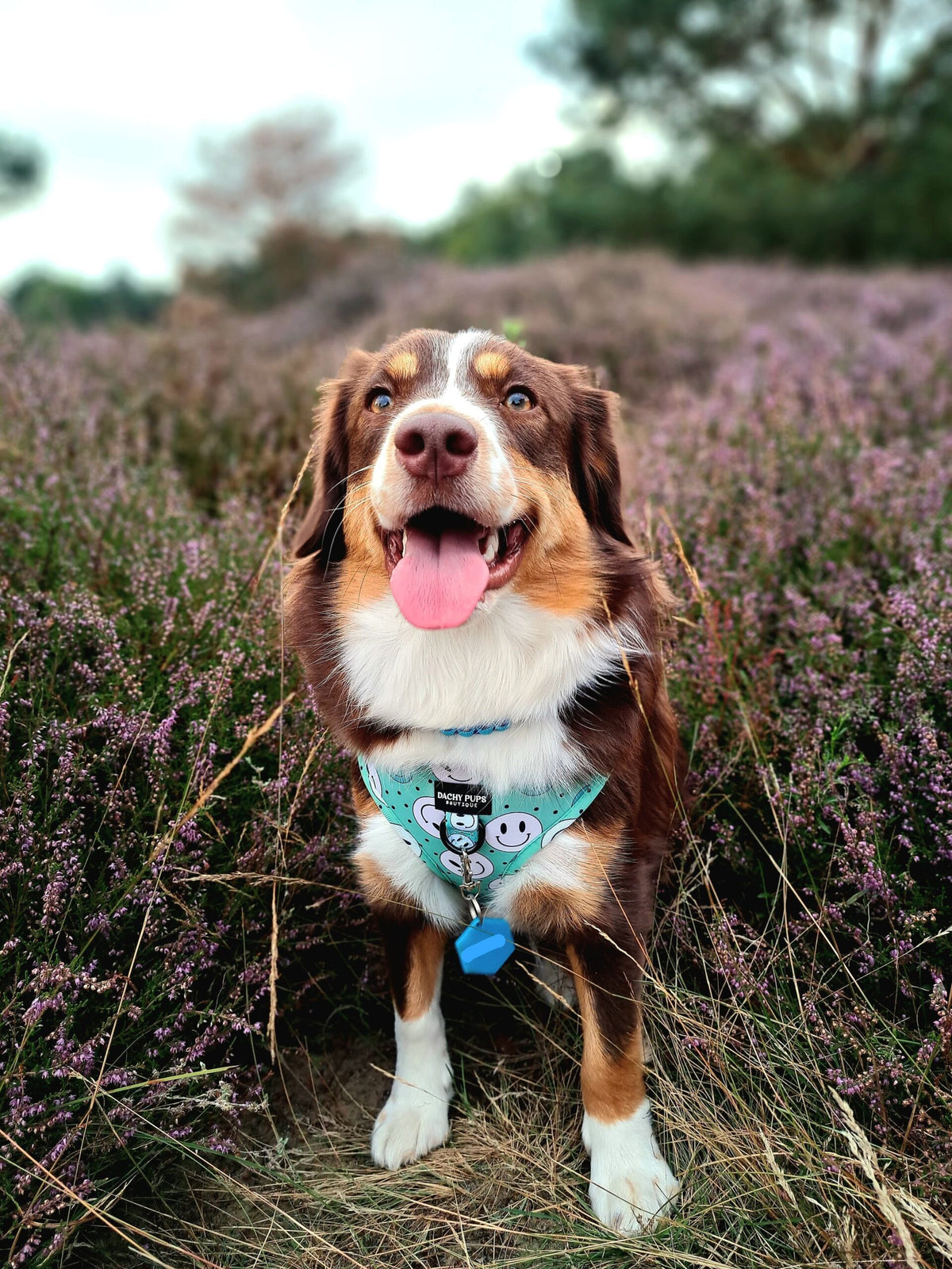 Happy Days harnas - Dachy Pups Boutique, extra productfoto 4 - Happy Dogs Style