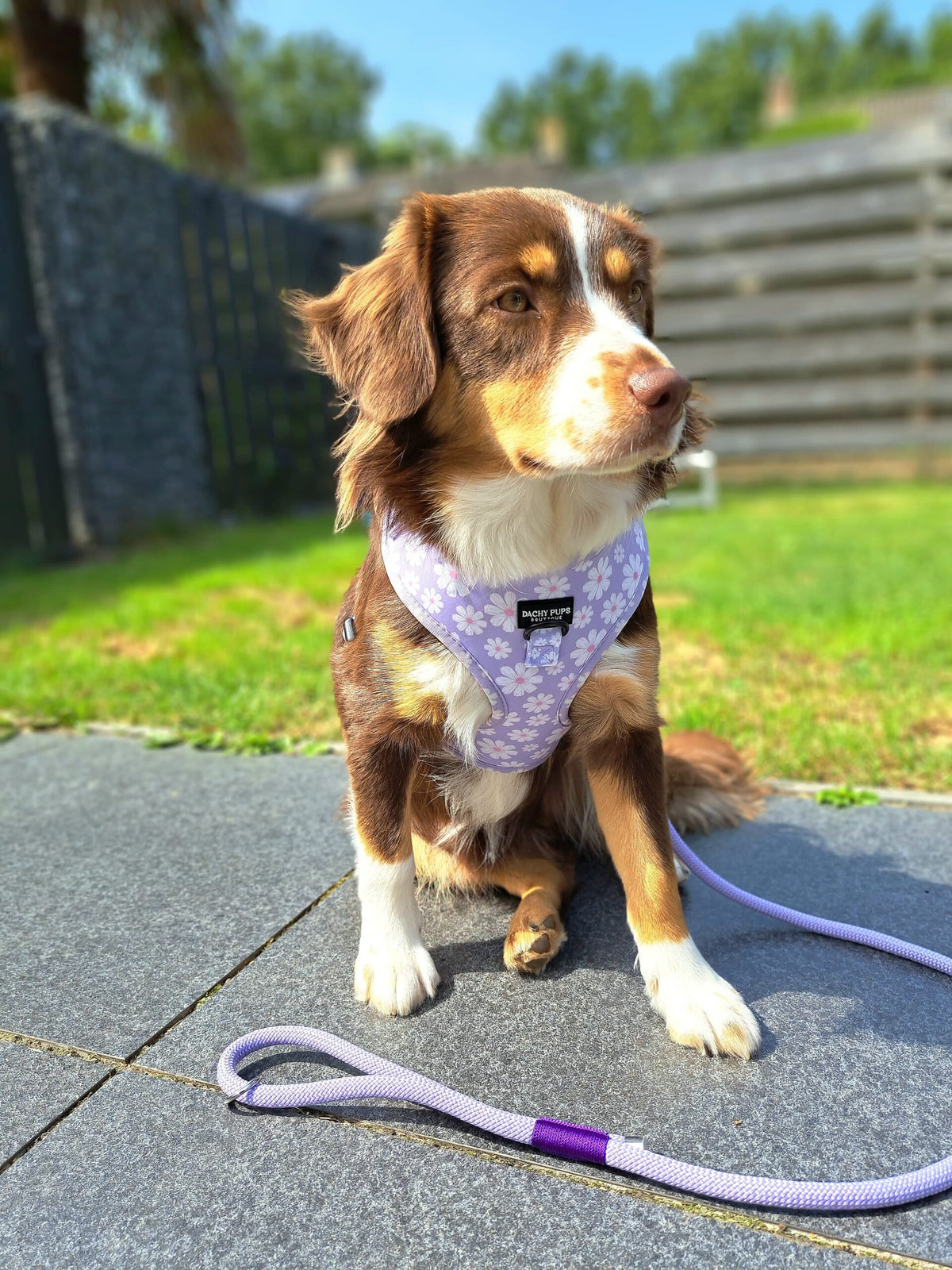Ditsy Dreams harnas - Dachy Pups Boutique, extra productfoto 3 - Happy Dogs Style