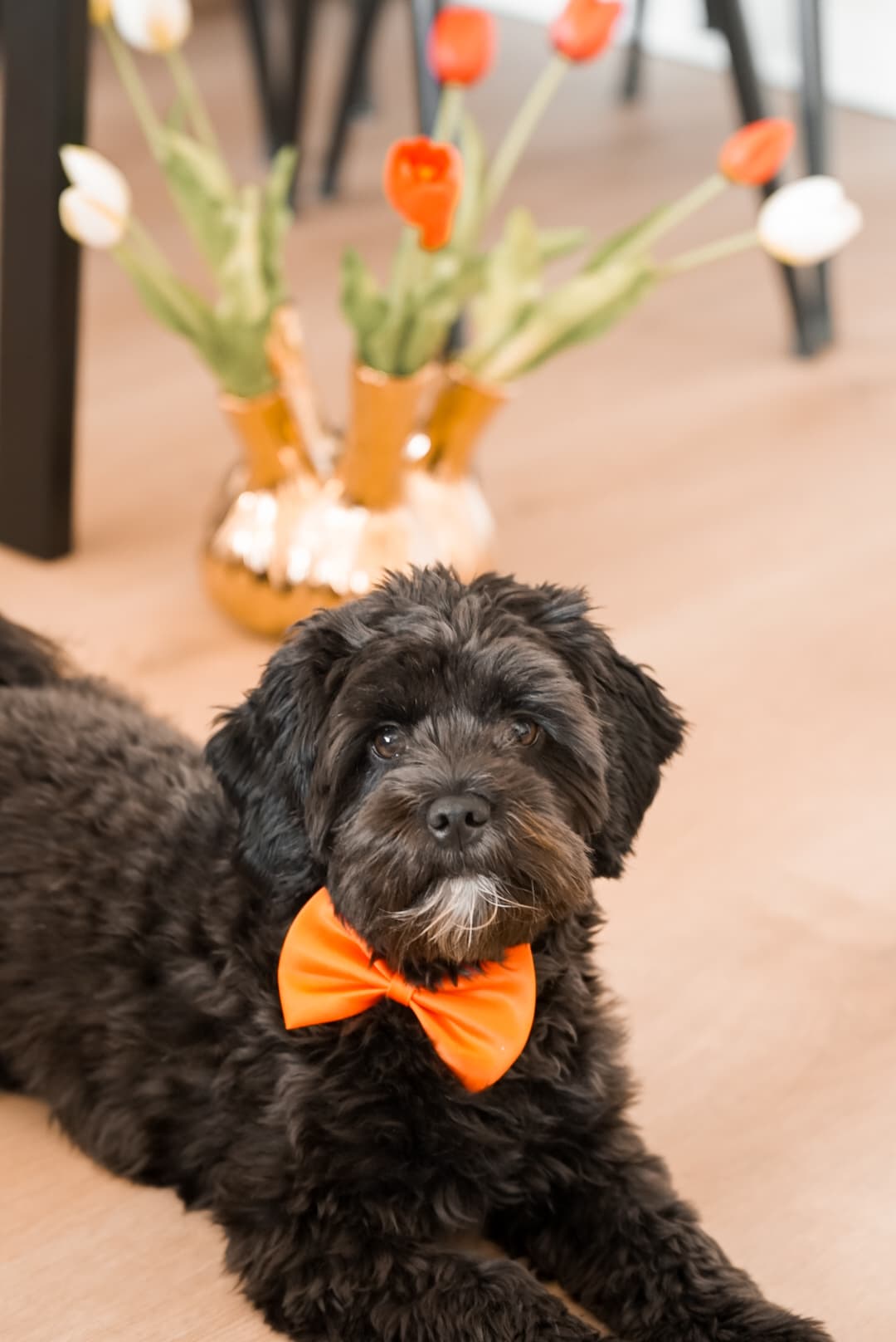 Strik oranje, extra productfoto 4 - Happy Dogs Style
