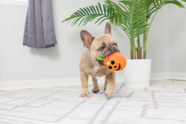 halloween pompoen - Afbeelding 2