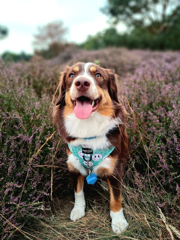 Happy Days harnas - dachy pups boutique - Afbeelding 4