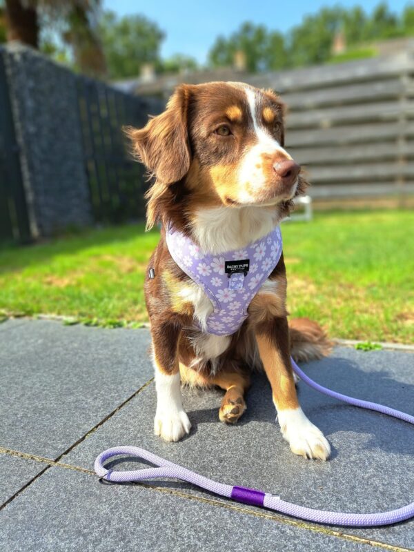 Ditsy Dreams harnas - dachy pups boutique - Afbeelding 3