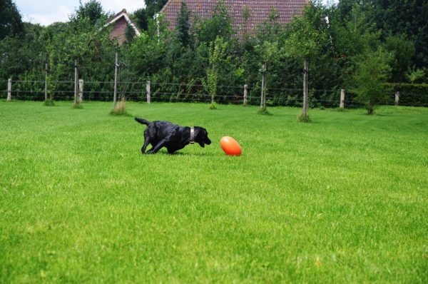 Dog Comets Pan Stars groen L - Afbeelding 2